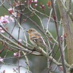 Brambling, Crooksbury Common (S Allen).