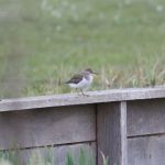 Common Sandpiper, Enton Lakes (D Brassington).