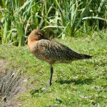 Bar-tailed Godwit, London Wetland Centre (J Reeves).