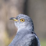 Cuckoo, Thursley Common (E Stubbs).