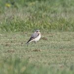 Wheatear, Shackleford (E Stubbs).