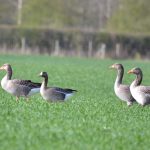 White-fronted and Greylag Geese, Holmethorpe SP (G Hay).