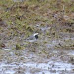 White Wagtail, Holmethorpe SP (G Hay).