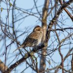 Little Bunting, Thursley Common (E Stubbs).
