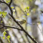 Wood Warbler, Puttenham Common (E Stubbs).
