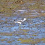 Greenshank, Holmethorpe SP (G Hay).