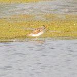 Greenshank, Tice's Meadow (K Britten).