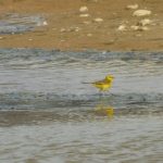Yellow Wagtail, Beddington Farmlands (Z Pannifer).