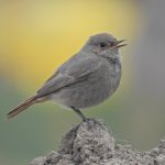 Black Redstart, Weybourne (J Hunt).