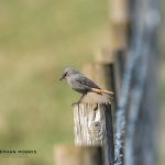 Black Redstart, Riddlesdown (S Morris).