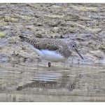 Green Sandpiper, Weybourne (J Hunt).