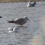 Caspian Gull, Beddington Farmlands (Z Pannifer).