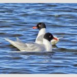 Mediterranean Gulls, Tice's Meadow (J Hunt).