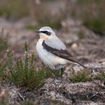 Wheatear, Thursley Common (K Brown).