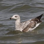 Yellow-legged Gull, Rotherhithe (R Bonser).
