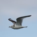 Kittiwake, Island Barn Reservoir (D Harris).