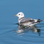Kittiwake, Island Barn Reservoir (C Turner).
