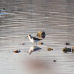 Greenshank, Beddington Farmlands (I Jones).