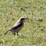 Wheatear, Chelsham (D Young).