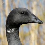 Brent Goose, Stoke Lake (S Ferguson).