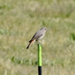 Black Redstart, West Clandon (M Phelps).