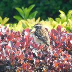 Whinchat, Wandsworth Common (N Rutter).