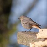 Black Redstart, Leith Hill (M Davis).