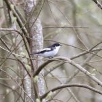 Pied Flycatcher, Britten's Pond (M Fincham).