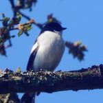 Pied Flycatcher, Britten's Pond (E Sames).