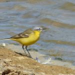 Channel Wagtail, Beddington Farmlands (Z Pannifer).