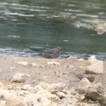 Scandinavian Rock Pipit, Beddington Farmlands (D Bulling).