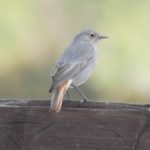 Black Redstart, Horton CP (N Jackman).