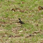 Ring Ouzel, Richmond Park (J Reeves).