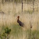 Black Stork, Thursley Common (J Mullin).