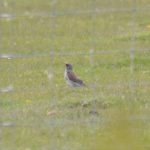 Fieldfare, Bletchingley (G Hay).
