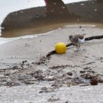 Common Sandpiper, Mercers CP (G Hay).