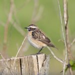Whinchat, Shackleford (E Stubbs).