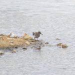 Temminck's Stint, Beddington Farmlands (E Stubbs).
