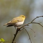 Wood Warbler, Puttenham Common (C Turner).
