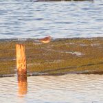 Wood Sandpiper, Tice's Meadow (K Britten).