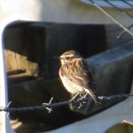 Whinchat, Tice's Meadow (K Britten).