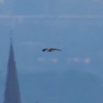 Osprey, Leith Hill (M Davis).