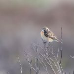 Whinchat, Thursley Common (D Brassington).