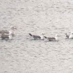 Kittiwakes, London Wetland Centre (J Klavins).