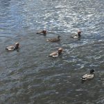 Red-crested Pochard, Surbiton (E Hilton).