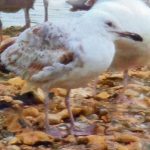 Caspian Gull, Beddington Farmlands (Z Pannifer).