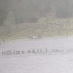 Garganey, Tice's Meadow.