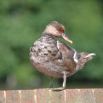 Red-crested Pochard, Earlswood Lakes (G Hay).