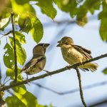 Hawfinches (E Stubbs).