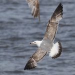 Yellow-legged Gull, Rotherhithe (R Bonser).